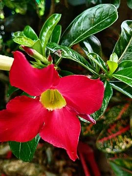 Setangkai bunga kamboja 库存照片