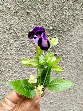 Setangkai bunga 库存照片