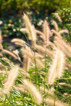 Setaria flower Stock Photos