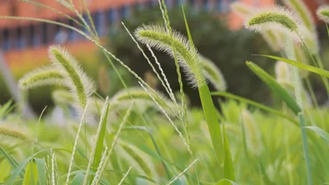 Setaria swaying in the wind Stock Footage 157623696