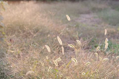 Setaria viridis Stock Photos
