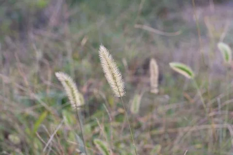 Setaria viridis Stock Photos