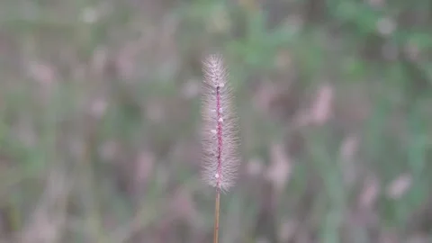 Setaria viridis Plant Vídeos de archivo 290930633