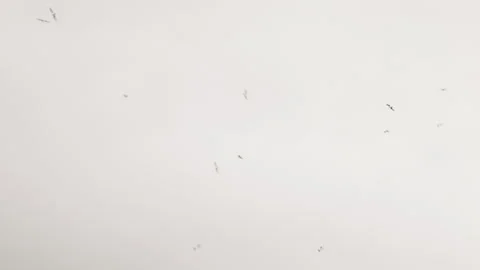 Sete harbor sky with birds Stock Footage 240311432