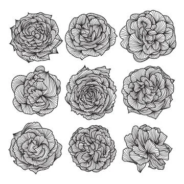 Setof 9 roses Stock Illustration