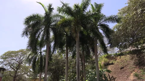 Sets and tall coconut trees, bottom view with a big blue sky, v Vidéo 170560195
