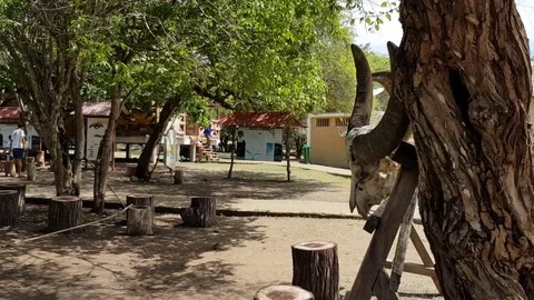 Sets of buffalo and monkey skull displayed in Rinca Island Loh Buaya in Stock Footage 101326184