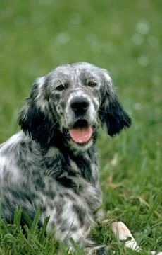 SETTER ANGLAIS Stock Photos