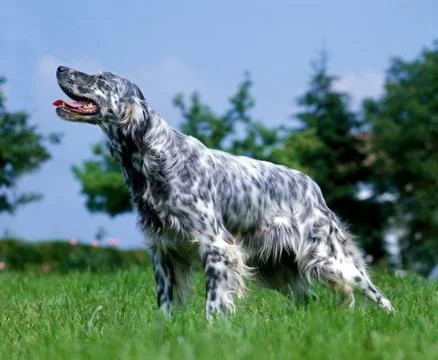 SETTER ANGLAIS Stock Photos