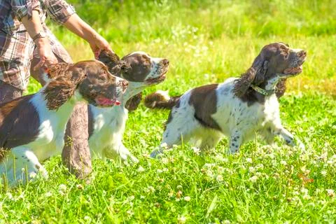 Setter dog close-up Stock Photos