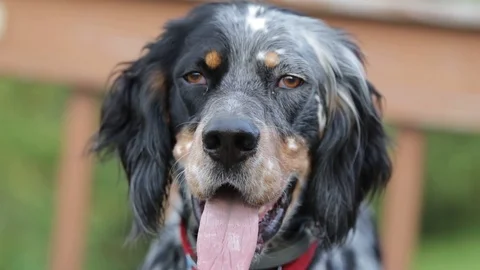 Setter-panting 動画素材 86627194