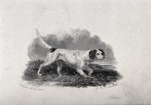 A setter prowling through grass. Etching by J. W. Archer after A. Cooper. Stock Illustration