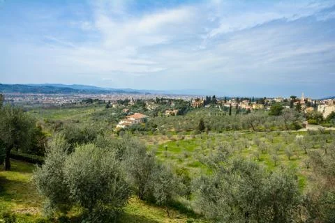 Settignano in the background of olive orchards Photos