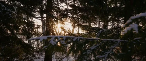 Setting autumn sun between windy spruces Stock Footage 165684879
