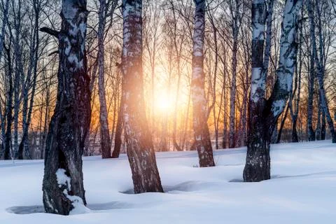The setting evening sun in the winter grove Stock Photos