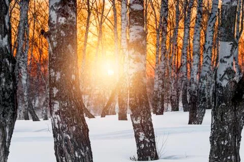 The setting evening sun in the winter grove Foto stock