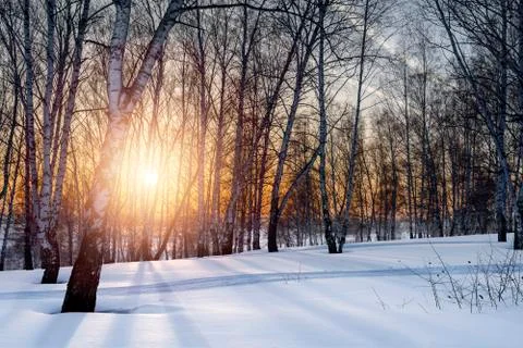 The setting evening sun in the winter grove Stock Photos