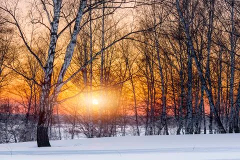 The setting evening sun in the winter grove Stock Photos
