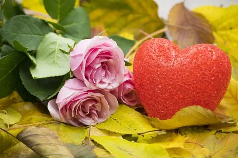 A  setting featuring pink roses and a red heart on colorful autumn leaves Stock Photos
