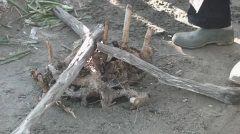 Setting up a fire in the wood Video stock 62450912