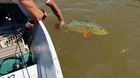 SETTING FREE A FISH Stock Footage 34626853