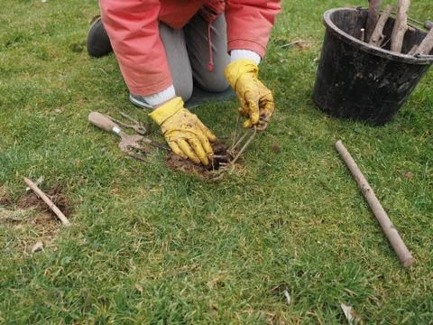 Setting a mole trap Stock Photos