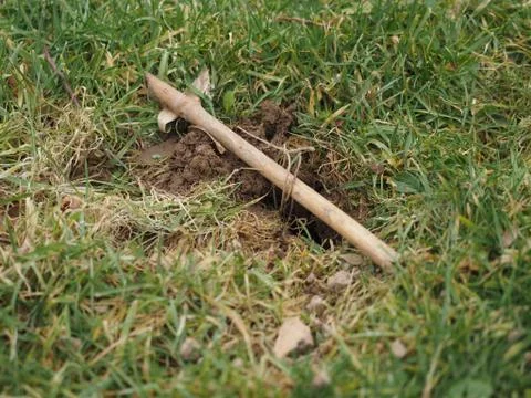 Setting a mole trap Stock Photos