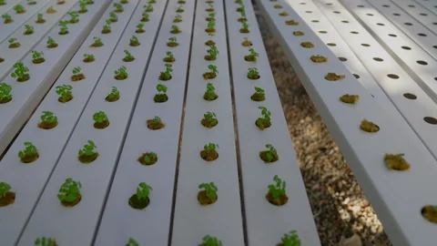 Setting up of a NFT bed in hydroponic greenhouse. Stock Footage 253299006