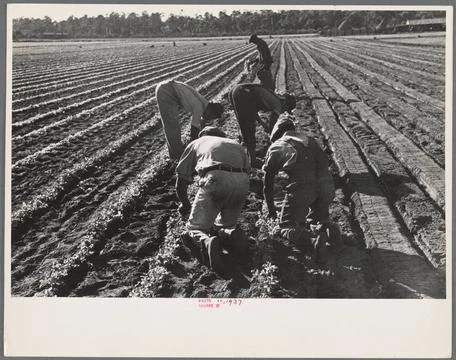 Setting out rows of celery, Sanford, Florida 1937. still image. Photograph... Stock Photos