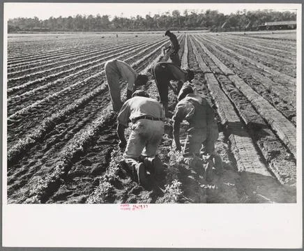 Setting out rows of celery, Sanford, Florida 1937. still image. Photograph... Stock Photos