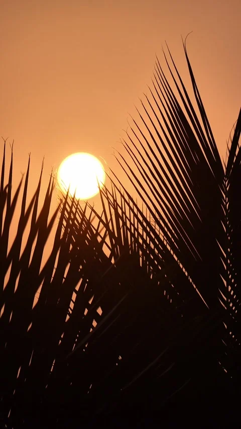 Setting sun against the background of palm leaves Stock Footage 259717460