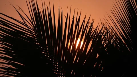 Setting sun against the background of palm leaves Stock Footage 259717478