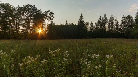 Setting sun and meadow in forest. Beautiful afternoon timelapse video. Stock Footage 313547827
