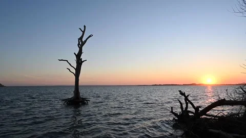 Setting sun and a silhouette of a tree on the Bay side of Assateague Island Vidéo 157969892