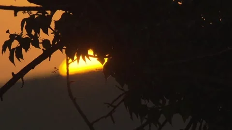 Setting sun behind branches Stock Footage 281570910