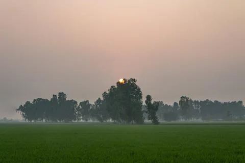 Setting sun behind the eucalyptus trees and green crop fields. Stock Photos