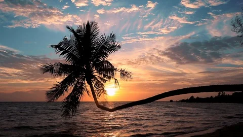 Setting Sun Behind Leaning Palm Tree Видео 114801379