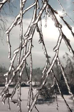 Setting sun behind the transparent brilliant ice-covered branches Stock Photos