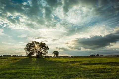 The setting sun behind a tree. Stock Photos