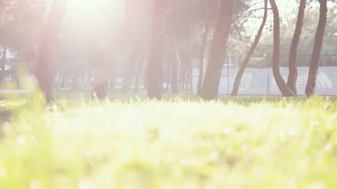 The setting sun breaks through the trees in the park. Video stock 200478490