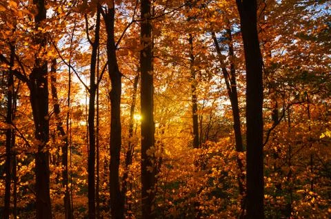 The setting sun casts its beams through the yellow orange red foliage of autumn Stock Photos