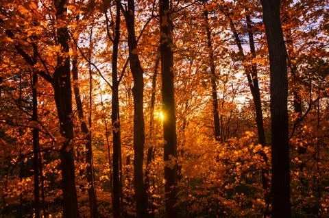 The setting sun casts its beams through the yellow orange red foliage of autumn Stock Photos
