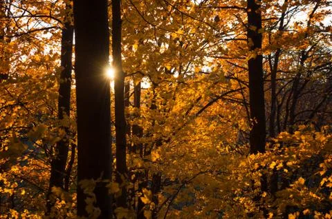 The setting sun casts its beams through the yellow orange red foliage of autumn Stock Photos