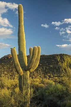The setting sun casts its warm light on an iconic Saguaro cactus near Tucson, Stock Photos