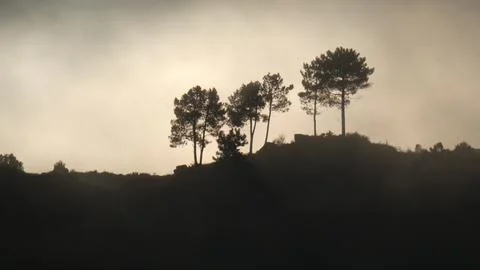 The setting sun casts shadows of pine trees and shrubs in the fog. 4k P10150526 Stock Photos