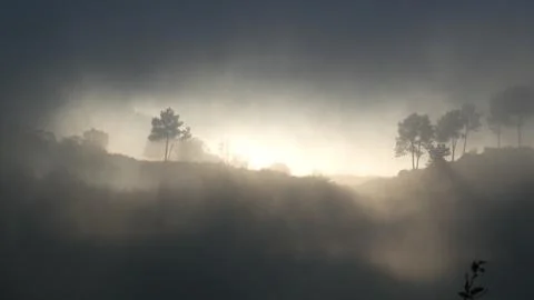 The setting sun casts shadows of pine trees and shrubs in the fog. 4k P10150522 Stock Photos