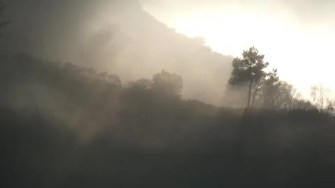 The setting sun casts shadows of pine trees and shrubs in the fog. 4k P10150527 Stock Photos
