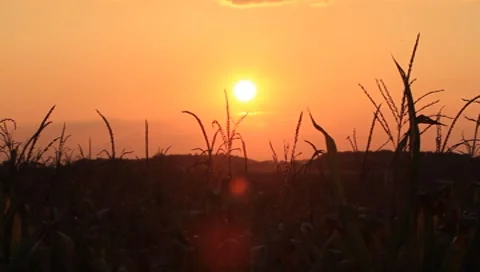Setting Sun on a Cornfield Video stock 8766097