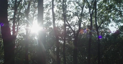 Setting sun during a walk in the forest Stock Footage 230639746