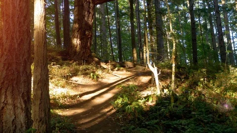 Setting Sun Dusk Forest Woods Nature Sunlight Woodland, Beautiful Morning Sun Stock Footage 91730868